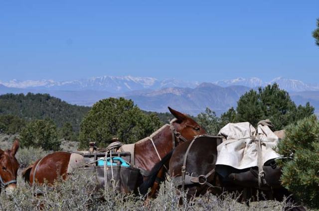 Mules and mountains.