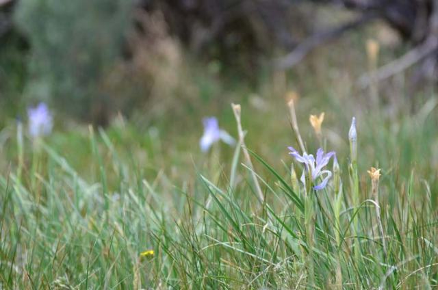 Wild iris in a meadow where we stopped to water our horses.